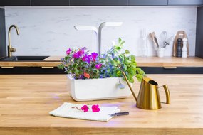 Kapsule so semienkami Lingot jedlé kvety floxy