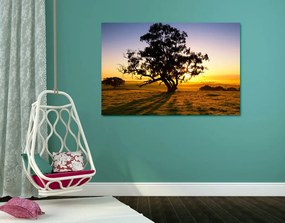 Obraz osamelý strom pri západe slnka Varianta: 120x80
