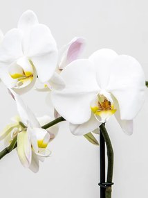 Phalaenopsis 'Tsarine' 2-Branches grandiflora White 15x100 cm