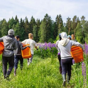 Prírodná vôňa do sauny breza-mäta 3ks