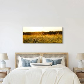 Obraz orosenej trávy (120x50 cm)