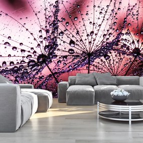 Fototapeta - Púpavy - abstraktné - fialové (152,5x104 cm)