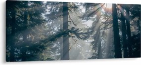 Obraz stromov s presvitajúcim slnkom (120x50 cm)