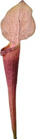 Dekorácia umelá rastlina sarracenia purpurea - 6*5*75 cm