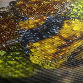 Detailný obraz očí hmyzu (150x105 cm)