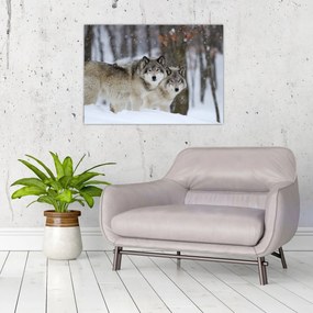 Obraz - Vlci v zime (70x50 cm)