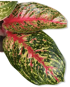 Aglaonema Costatum Pink 12x35 cm