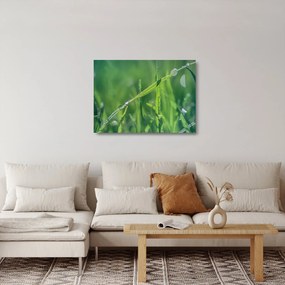 Sklenený obraz kvapiek rosy (70x50 cm)