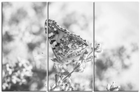 Obraz na plátne - Motýľ na levandule 1221QB (135x90 cm)