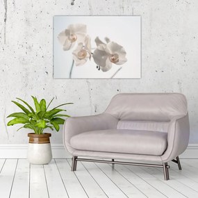 Sklenený obraz bielej orchidey (70x50 cm)