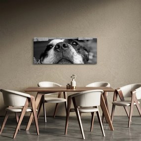 Obraz psa (120x50 cm)