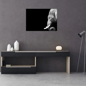 Obraz - Slon (70x50 cm)