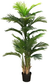 Decorative plant Ravenea 180cm