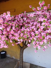 Kvitnúci strom sakura- extra široká koruna 180cm