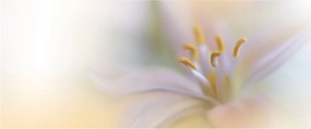 Obraz - Jemný kvet (120x50 cm)