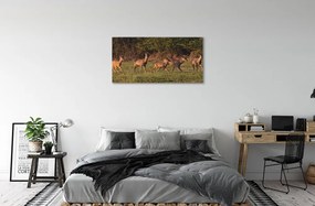 Obraz na plátne Deer Golf svitania 100x50 cm