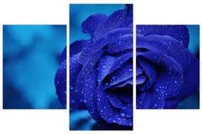 Obraz modrej ruže (90x60 cm)