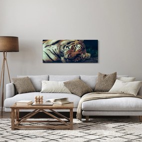 Obraz - Tiger Sibírsky (120x50 cm)