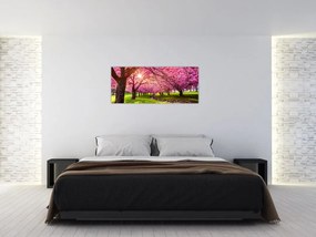 Obraz rozkvitnutých čerešní, Hurd Park, Dover, New Jersey (120x50 cm)