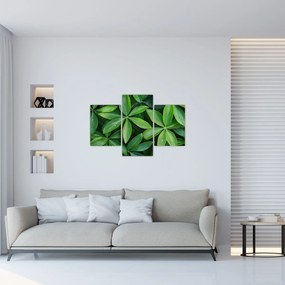 Obraz - Listy s kvapkami rosy (90x60 cm)