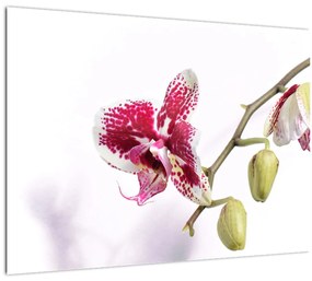 Obraz kvetu orchidey (70x50 cm)