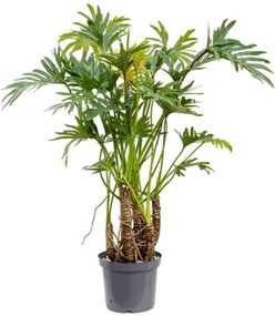 Philodendron xantal bush pots.32x 110 cm