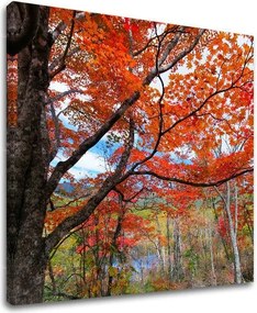 Obraz na stenu STROMY ST012E12