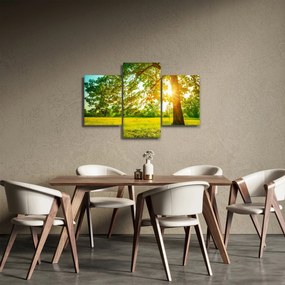 Obraz - Slnečný les (90x60 cm)