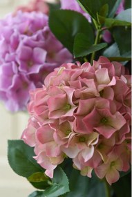 Umelá hortenzia HYDRANGEA v bielom kvetináči, výška 78 cm, ružová