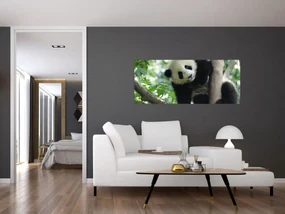 Obraz - Panda na strome (120x50 cm)