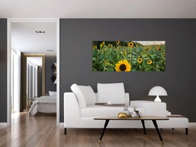 Obraz - Slnečnicové pole II. (120x50 cm)