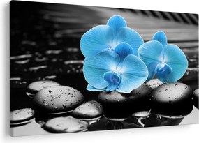 Obraz - Modrá orchidea (90x60 cm)
