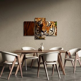 Obraz tigra (90x60 cm)