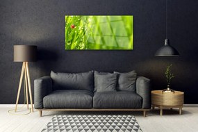 Skleneny obraz Tráva lienka príroda 100x50 cm