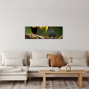 Obraz sediacich tukanov, Costa Rica (s hodinami) (90x30 cm)