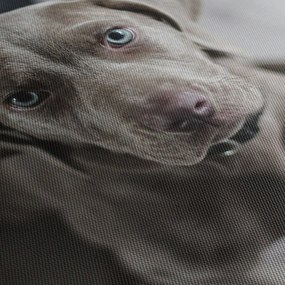 Obraz šteňaťa (120x50 cm)