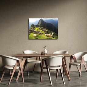 Obraz - Lamy v Machu Picchu (70x50 cm)