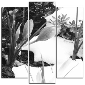 Obraz na plátne - Skoré jarné kvetiny - štvorec 3242QC (75x75 cm)