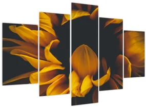 Obraz - Slnečnica v čiernom pozadí (150x105 cm)
