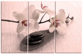 Obraz na plátne - Kvety orchidei 162FB (120x80 cm)