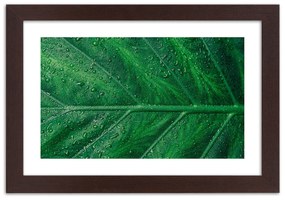 Gario Plagát Mokrý list v detailnom zábere Farba rámu: Bez rámu, Rozmery: 60 x 40 cm