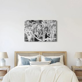 Obraz - Zmrznuté listy, čiernobiela (90x60 cm)