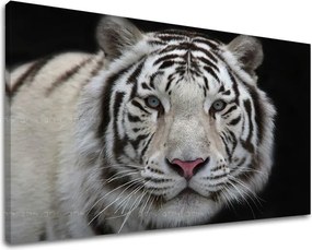 Obraz na stenu ZVIERATÁ ZV012E11