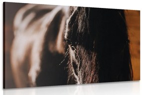 Obraz majestátny kôň Varianta: 60x40