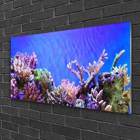 Skleneny obraz Koralový útes príroda 100x50 cm