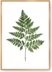 Plagát Fern Green