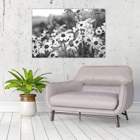 Obraz - Kopretiny (90x60 cm)
