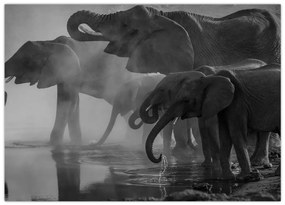 Sklenený obraz slonov - čiernobiely (70x50 cm)