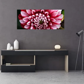 Obraz ružovej Dahlie (120x50 cm)