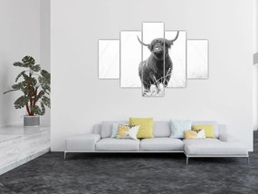 Obraz - Škótska krava 4, čiernobiela (150x105 cm)